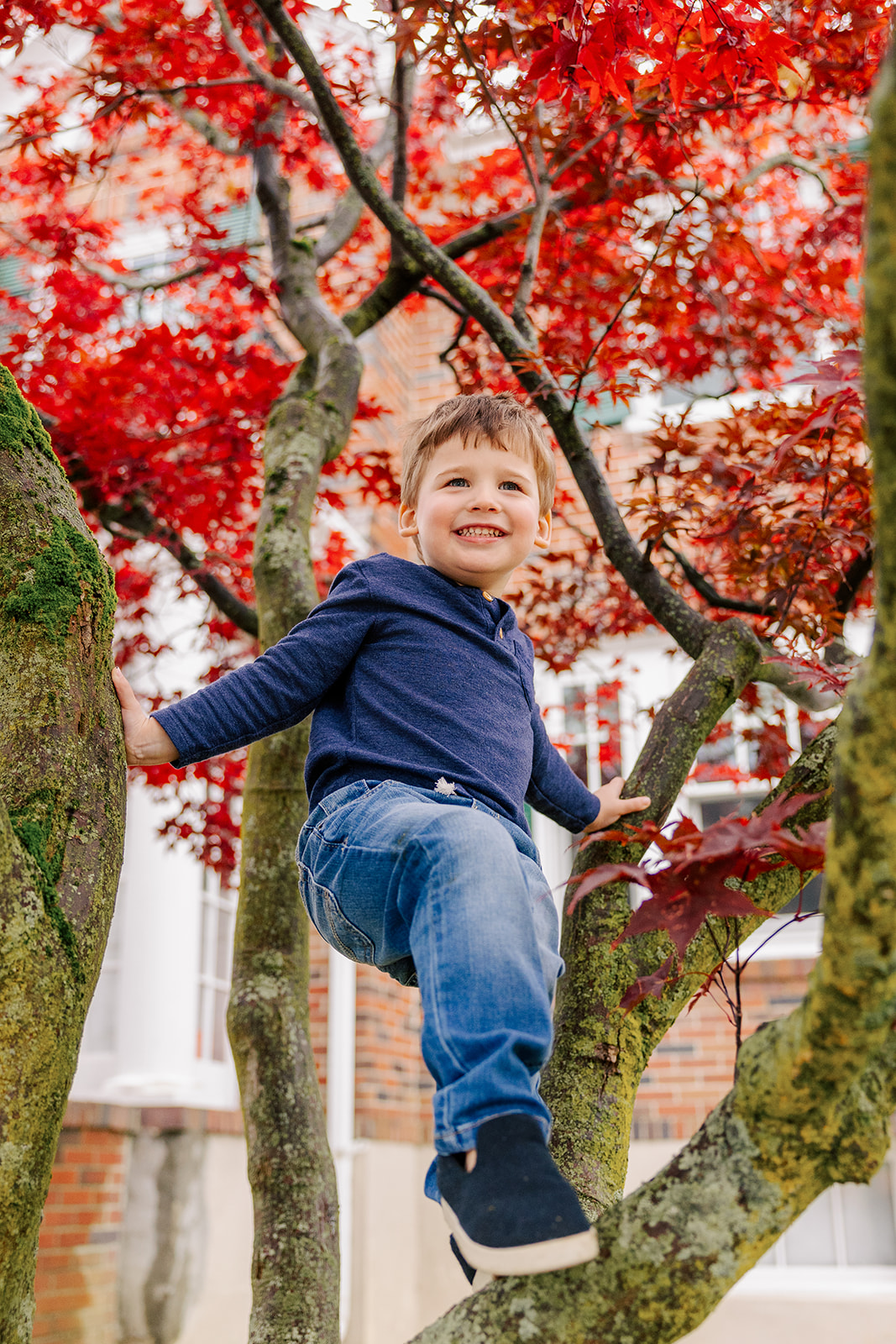 A happy toddler boy in jeans and blue shirt smiles while climbing a red maple tree after visiting a pediatric dentist in Boston