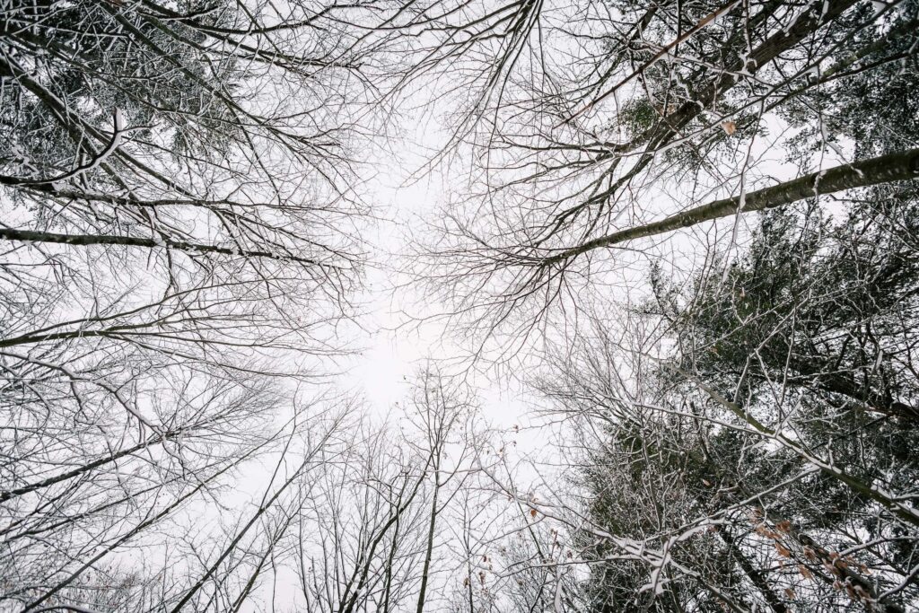 Bare tree branches, as seen looking up from inside a winter forest